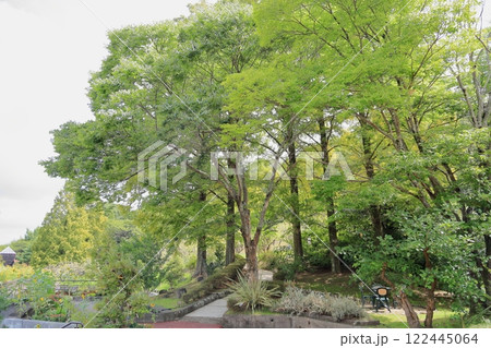 爽やか　ケヤキの木立 122445064