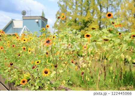 爽やか　群生　ヒマワリの花 122445066