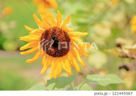 明るい　ヒマワリの花 122445067