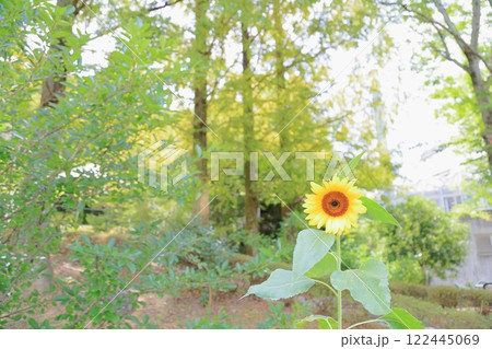 爽やか ヒマワリの花 爽やか ヒマワリの花 122445069