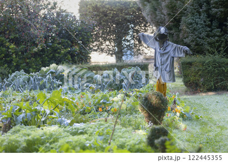 Scarecrow in a vegetable garden Scarecrow in a vegetable garden 122445355