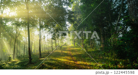 Morning light beam On the path in the farm Morning light beam On the path in the farm 122445598