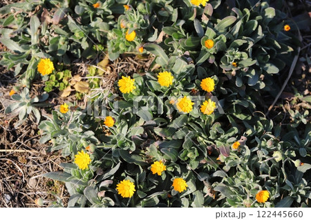 冬の庭に咲く黄色いヒメキンセンカ（冬知らず）の小さな花 122445660