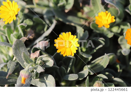 冬の庭に咲く黄色いヒメキンセンカ(冬知らず)の小さな花 冬の庭に咲く黄色いヒメキンセンカ(冬知らず)の小さな花 122445661