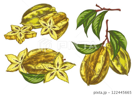 Hand drawn set of ripe yellow carambola fruits, whole and sliced with leaves. Hand drawn set of ripe yellow carambola fruits, whole and sliced with leaves. 122445665