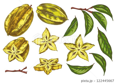 Vector set with an exotic star-shaped carambola fruit with green leaves, branches, pieces of fruit Vector set with an exotic star-shaped carambola fruit with green leaves, branches, pieces of fruit 122445667
