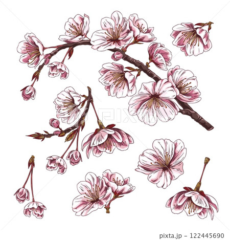Cherry branches with pink flowers. Sketch collection. 122445690