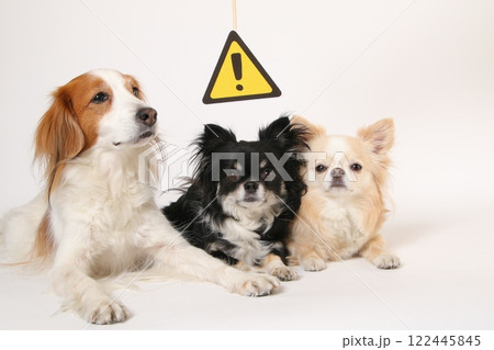 注意マークと仲良く寄り添う3頭の犬 122445845