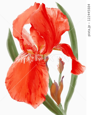 iris watercolor illustration isolated on white 122445884