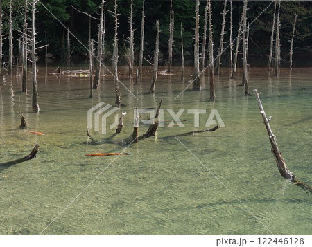 枯れ木の湖をコイが泳ぐ 枯れ木の湖をコイが泳ぐ 122446128