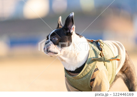 ボストンテリア　 122446169