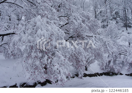 雪に覆われた桜の幻想的な雪景色（弘法山古墳、松本市） 122446185