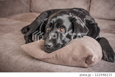 Black Labrador Retriever on a beige sofa. The dog is resting at home. 122446215