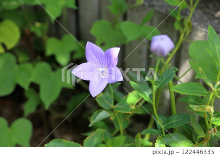 秋の七草　キキョウの花 122446335