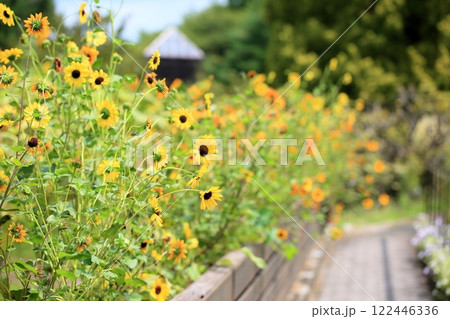 爽やか 群生 ヒマワリの花 爽やか 群生 ヒマワリの花 122446336