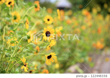 爽やか　群生　ヒマワリの花 122446338