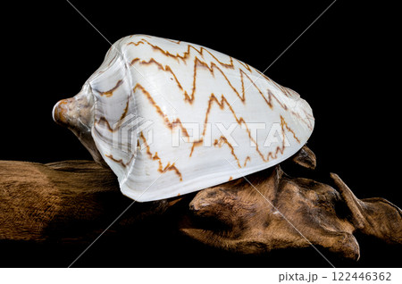 Noble Volute Shell on driftwood Black background 122446362