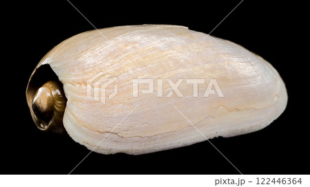 Cymbium cymbium shell on black background 122446364