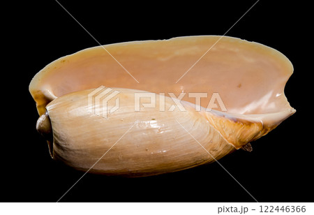 Cymbium cymbium shell on black background 122446366