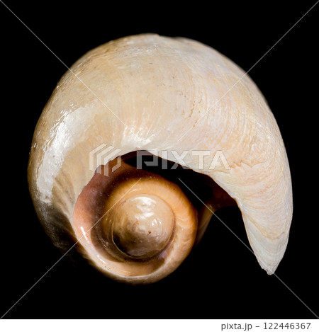 Cymbium cymbium shell on black background Cymbium cymbium shell on black background 122446367