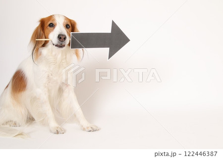 矢印マークを咥える、コーイケルホンディエ 矢印マークを咥える、コーイケルホンディエ 122446387