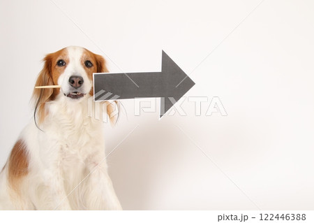 矢印マークを咥える、コーイケルホンディエ 矢印マークを咥える、コーイケルホンディエ 122446388