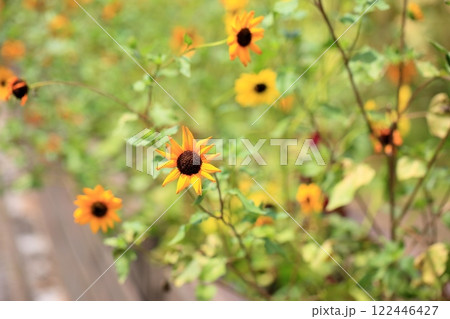 爽やか　群生　ヒマワリの花 122446427