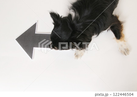 矢印マークとフセをするチワワ 122446504