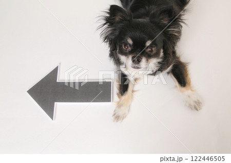 矢印マークとフセをするチワワ 矢印マークとフセをするチワワ 122446505