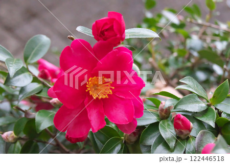 カンツバキ 122446518