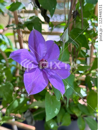 passion flower clematis passion flower clematis 122446531