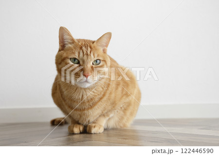 猫ちゃん親子の日常風景 猫ちゃん親子の日常風景 122446590