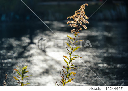 輝く黄葉 輝く黄葉 122446674