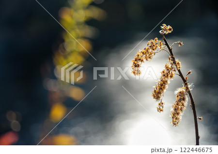 輝く水辺 輝く水辺 122446675