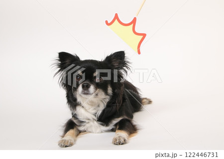 ドキッとした表情のチワワ ドキッとした表情のチワワ 122446731