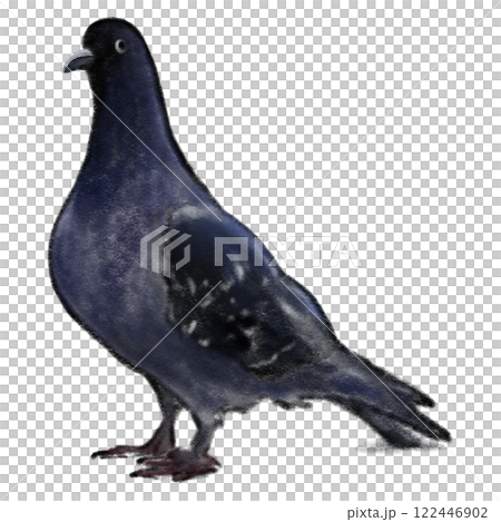 Crayon pigeon isolated drawing, dark blue bird standing drawing 122446902