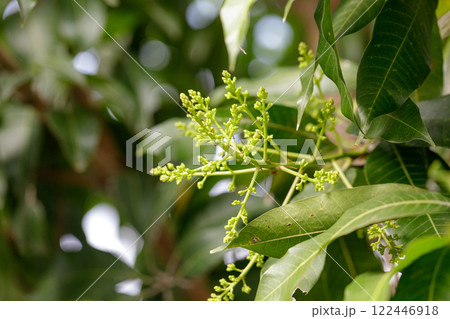 Mango blossoms are blooming before fruiting.The mango bouquet of mango flower is bloom in the nature 122446918