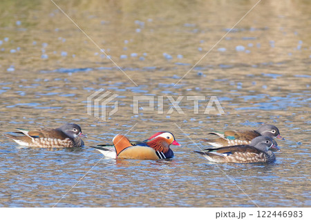 川で泳ぐオシドリの雄一羽と雌三羽 122446983
