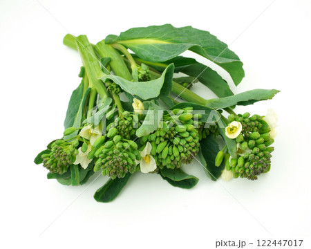 アンチョビ菜 アンチョビ菜 122447017