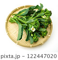 アンチョビ菜 122447020