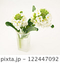 アンチョビ菜 122447092