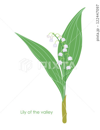 Simple Flowering Lily of the Valley Isolated on White 122447097