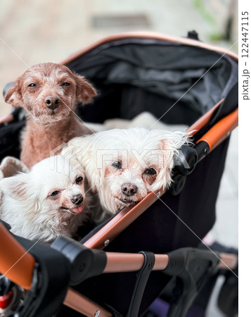 Three old small dogs resting in a stroller in the fresh air Three old small dogs resting in a stroller in the fresh air 122447115