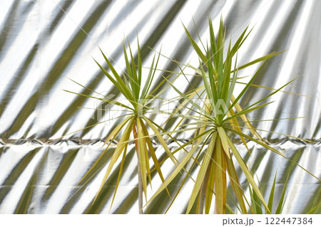 温室のイメージ 温室のイメージ 122447384