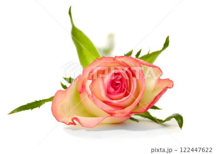 Rose Rose 122447622