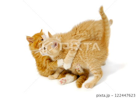 Fighting kittens Fighting kittens 122447623