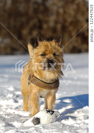 Dog in snow 122447628