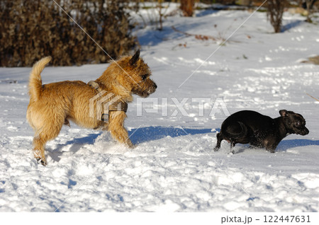 Two dogs in the snow 122447631