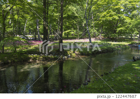 群生する千手ヶ浜のクリンソウ 122447687