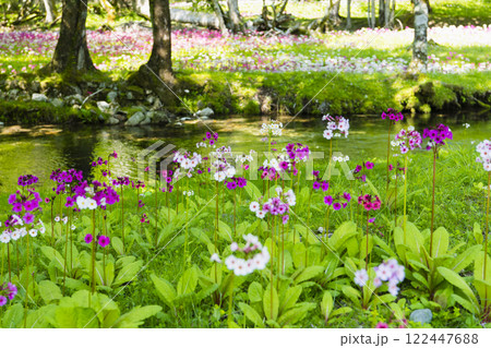 群生する千手ヶ浜のクリンソウ 122447688